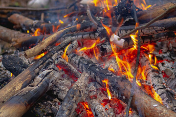 roast marshmallows on a campfire in the woods on a hike