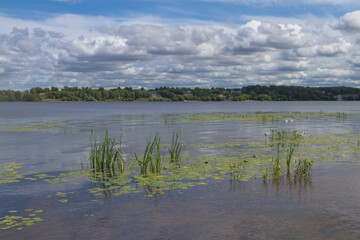The bank of a river or lake overgrown with cattails, potbelly and aquatic plants