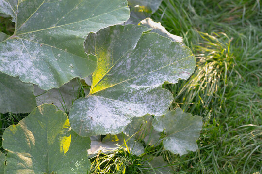 Plant disease powdery mildew, oidium on pumpkin leaves in autumn, the leaves of the vegetable plant are covered with a white coating of fungus