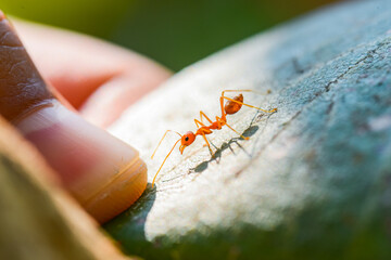 Macro shot of a red ant using its tentacles to explore something, which is the fingertips of a person with suspicion.