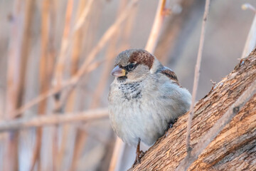 Sparrow sits on a branch without leaves.