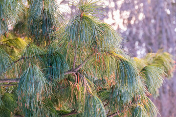 Cedar branches with long fluffy needles with a beautiful blurry background.
