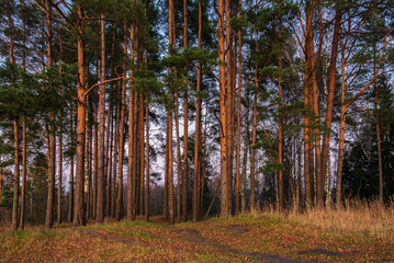 Pines and pine trunks illuminated by the setting sun in the autumn forest. Landscape.