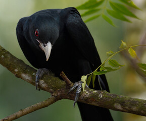 Asian Koel