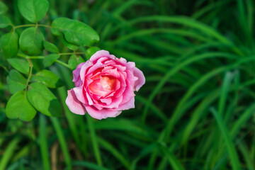 pink rose in the center of greens