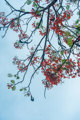 Delonix regia flower (another names is Royal Poinciana, Flamboyant Tree, Flame Tree, Peacock Flower, Gulmohar) in bloom