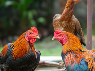 Many black orange fighting cocks