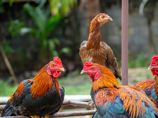 Many black orange fighting cocks