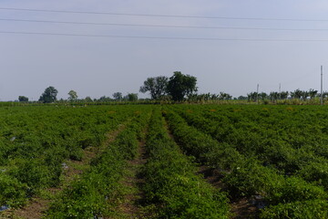 Fototapeta na wymiar Peppers on the Field in Rows With Green Leaves
