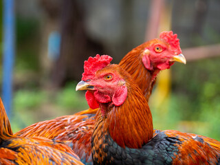 Many black orange fighting cocks