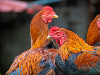 Many black orange fighting cocks