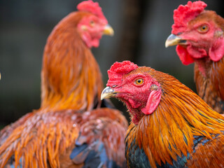 Many black orange fighting cocks