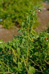 Fototapeta na wymiar Peppers on the Field in Rows With Green Leaves