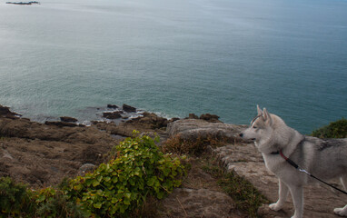 piękny Husky na spacerze nad oceanem