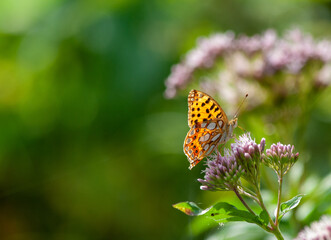Dostojka Latonia ISSORIA LATHONIA day butterfly on a green background


