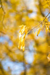 Changing fall colors