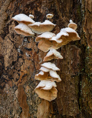 658-02 Tree Fungus