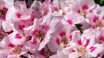 Pink flowers Clarkia graceful or marigold. Floral natural background for wallpaper, postcard, cover, banner. Beautiful