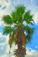 Palm Sabal against the sky. This palm species is found in the subtropical and tropical regions of America