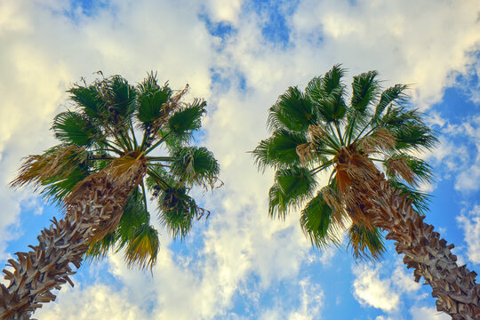 Two Palm Sabal Against The Sky. This Palm Species Is Found In The Subtropical And Tropical Regions Of America And Caribbean Basin 