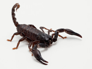 PA310038 juvenile Asian forest scorpion, Heterometrus species, isolated on white cECP 2021