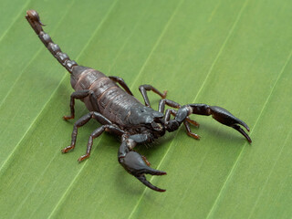 PA310041 black juvenile Asian forest scorpion, Heterometrus species, on a banana leaf cECP 2021