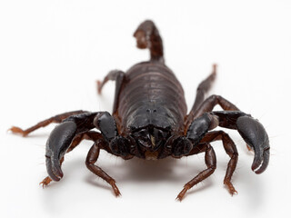 PA310024 face of a juvenile Asian forest scorpion, Heterometrus species, isolated cECP 2021