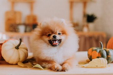 small cute red fluffy pomeranian poses among pumpkins and stacks of books lying on a wooden table....