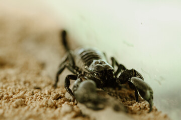scorpion on the sand