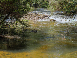 Watts River Bubbling