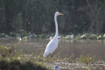 Great white heron