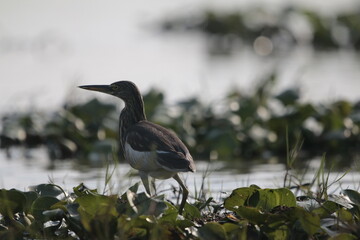 Heron