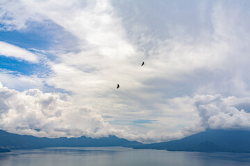 Golden Eagles flying over Lake Atitlan