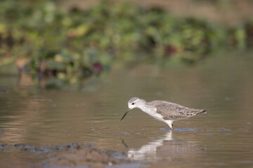 Seagull on the shore