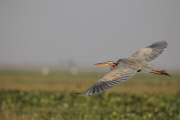 Grey heron