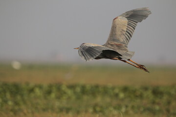 Heron in flight