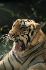 close up of a tiger