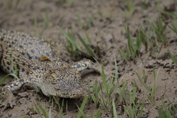 Crocodile in the grass