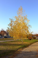 birch with eaten leaves in a small town