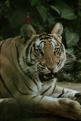 Fototapeta premium tiger in the zoo