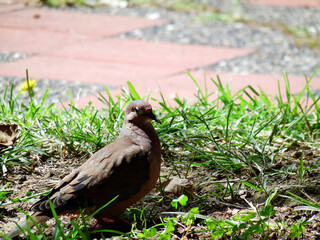 Pigeon perches on the grass
