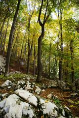 Forest landscape. Trees and rocks. Mysterious forest. The sun's rays among the branches of the trees.