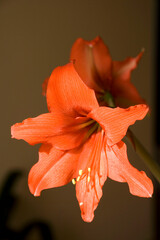 Close up of a hippeastrum flower on a dark background.