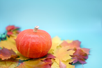 Autumn composition. One orange pumpkin on a blue background with copy space. Around the pumpkin there are leaves of wild grapes and maple. Thanksgiving or Halloween concept.