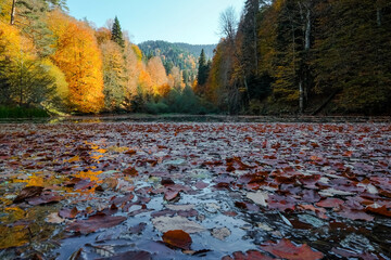 Autumn Colors Along the Shore of Mountain Lake