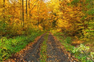 Autumn landscape, forest symmetrically placed on both sides of a sandy road. Leaves of trees in beautiful autumn colors. 