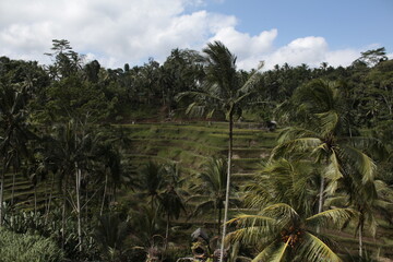 Palm trees in the desert