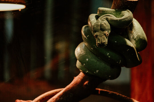 green tree python