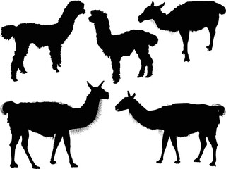 five lama silhouettes collection isolated on white