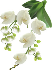Fototapeta premium isolated pure white orchid with two branches